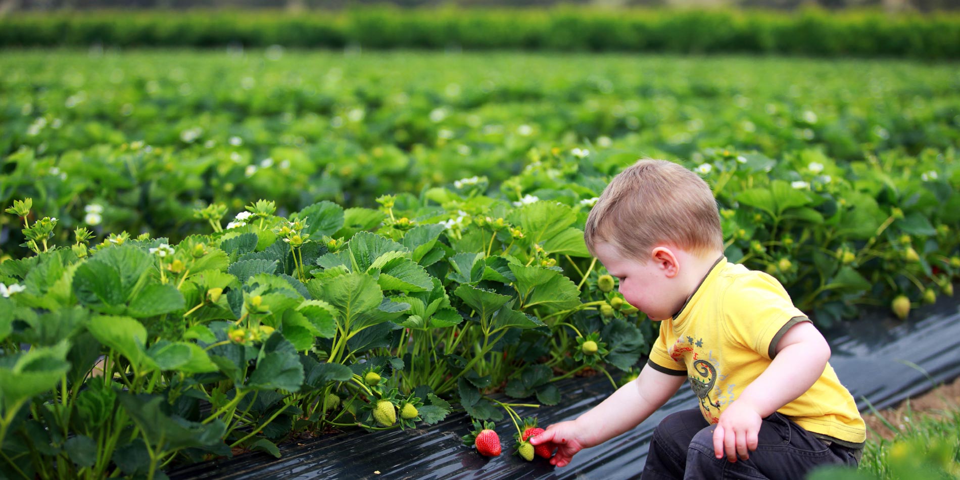 Fruit picking