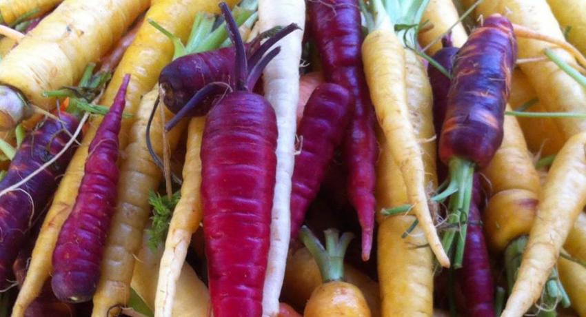 Mulgrave Farmers Market Freshest Seasonal Produce
